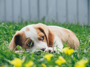 Beagle pup