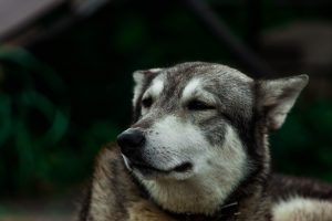 Hond bijten afleren