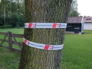 bomen met processierups zijn afgezet met lint