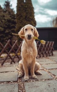 Golden retriever