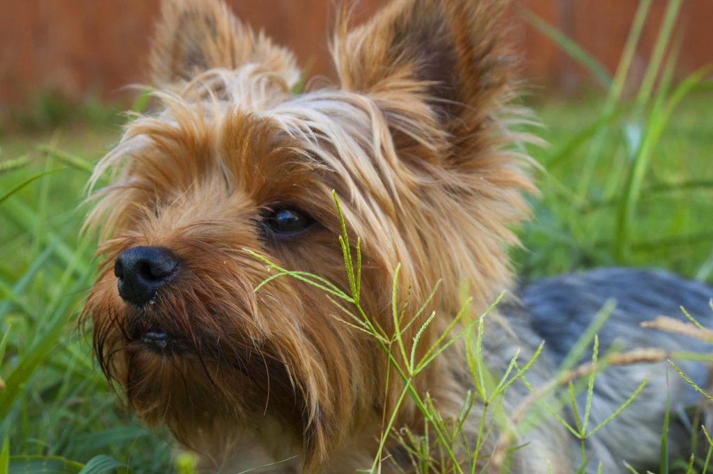 Hond blaffen afleren