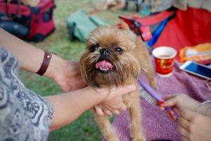 welke honden verharen niet