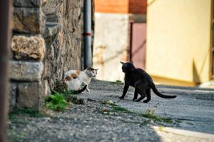 vechtende katten