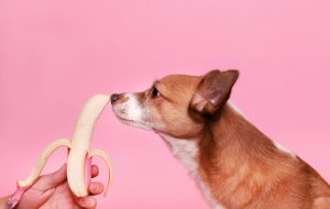 mag een hond banaan