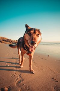 Zorg voor schaduw voor je hond met warm weer