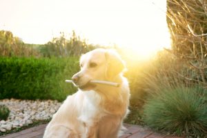 golden retriever