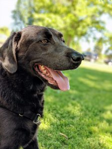 Hond hijgt veel met warm weer