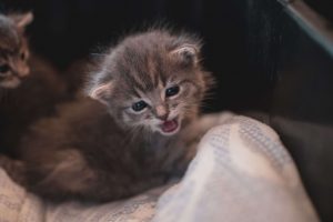 kleine kitten met dreiggedrag