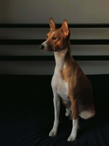 Basenji