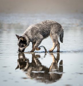 Australische herder