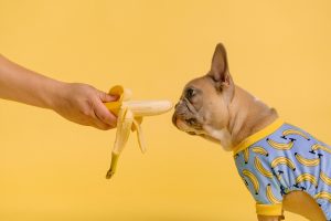 Mag een hond banaan eten