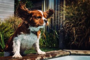 Iedere hond heeft verschillende oren