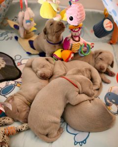 Opgroeiende pups