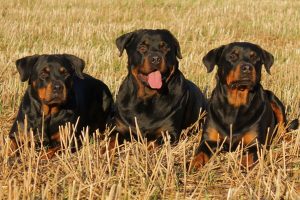 rottweiler gezinshond