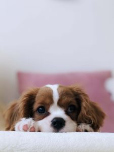 Cavalier King Charles