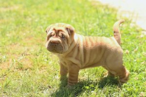 Sharpei pup