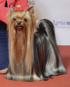 Yorkshire terrier