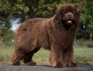 Grote honden hebben sneller kans op maagtorsie