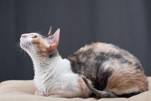 Cornish Rex