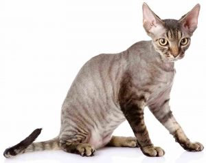 Devon Rex