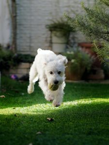 Giftige producten voor honden