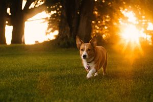 Tropenrooster voor de hond