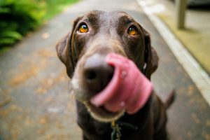 Honden eten geven