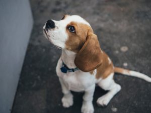 Beagles houden van eten