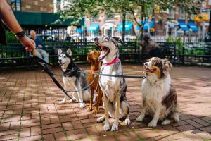 Wat eten honden het liefst