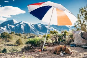 Hond onder parasol