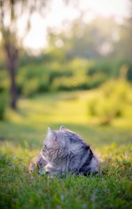 Ook is het belangrijk dat de kitten naar buiten gaat