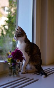 Kat met boeket bloemen