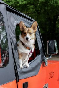 hond in de auto