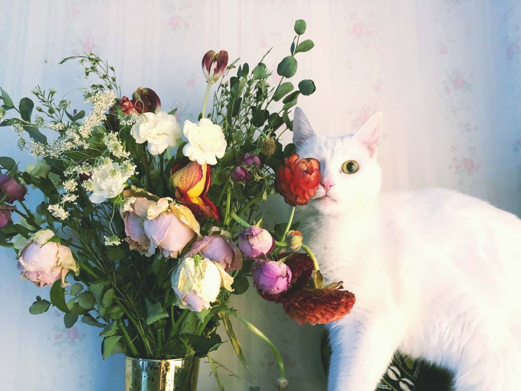 kat met bloemen