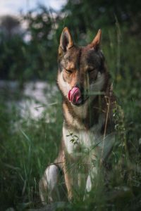 hond likken is gevaarlijk