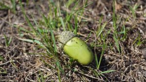 groene eikel