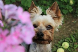 Yorkshire terrier