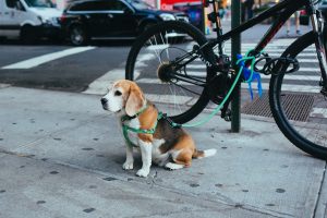 fietsen met je hond