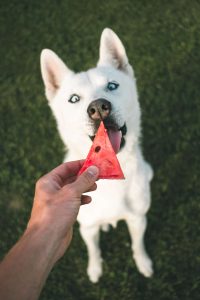 Honden mogen watermeloen