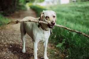 stress bij honden