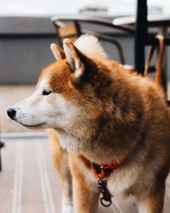 Shiba inu