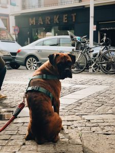 fietsen met de hond