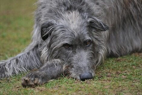 schotse deerhound