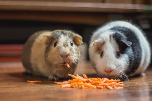 cavia en konijn