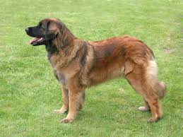 Leonberger