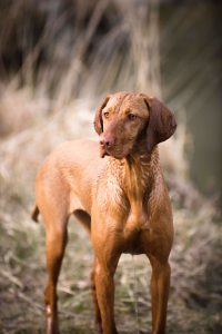 hond paardenmest