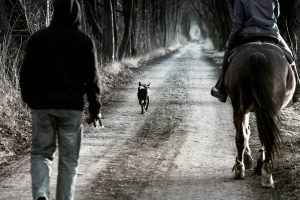 hond eet paardenstront