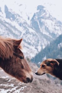 Hond paardenmest eten