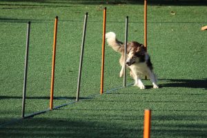 hond blaffen afleren met clicker