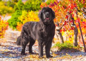 De grootste hond ter wereld